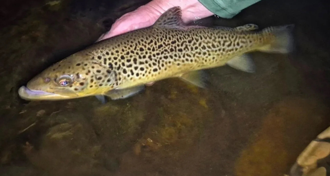 CT Freshwater Report as of 9/27/2025