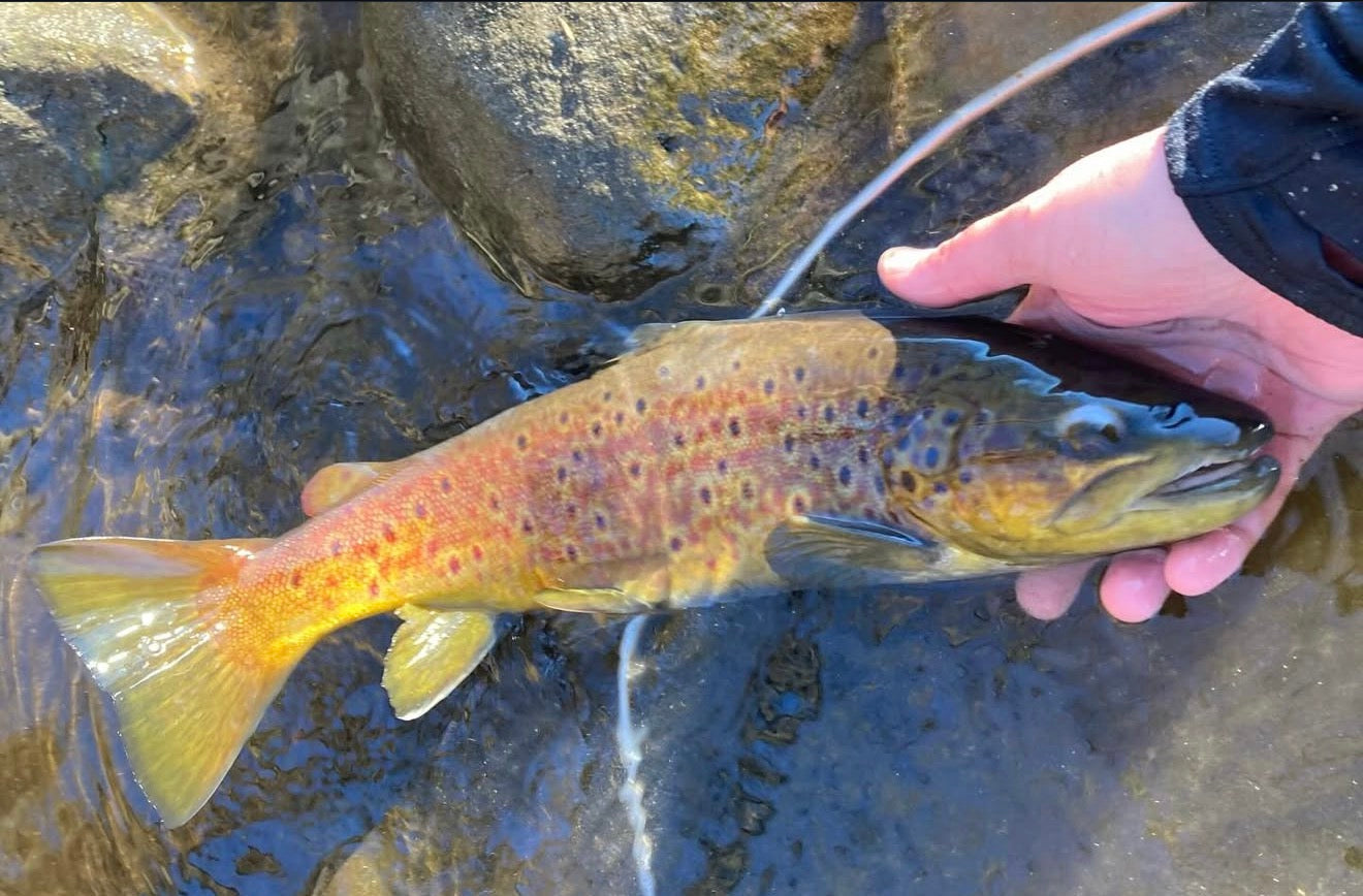 CT Freshwater Report as of 12/20/2025