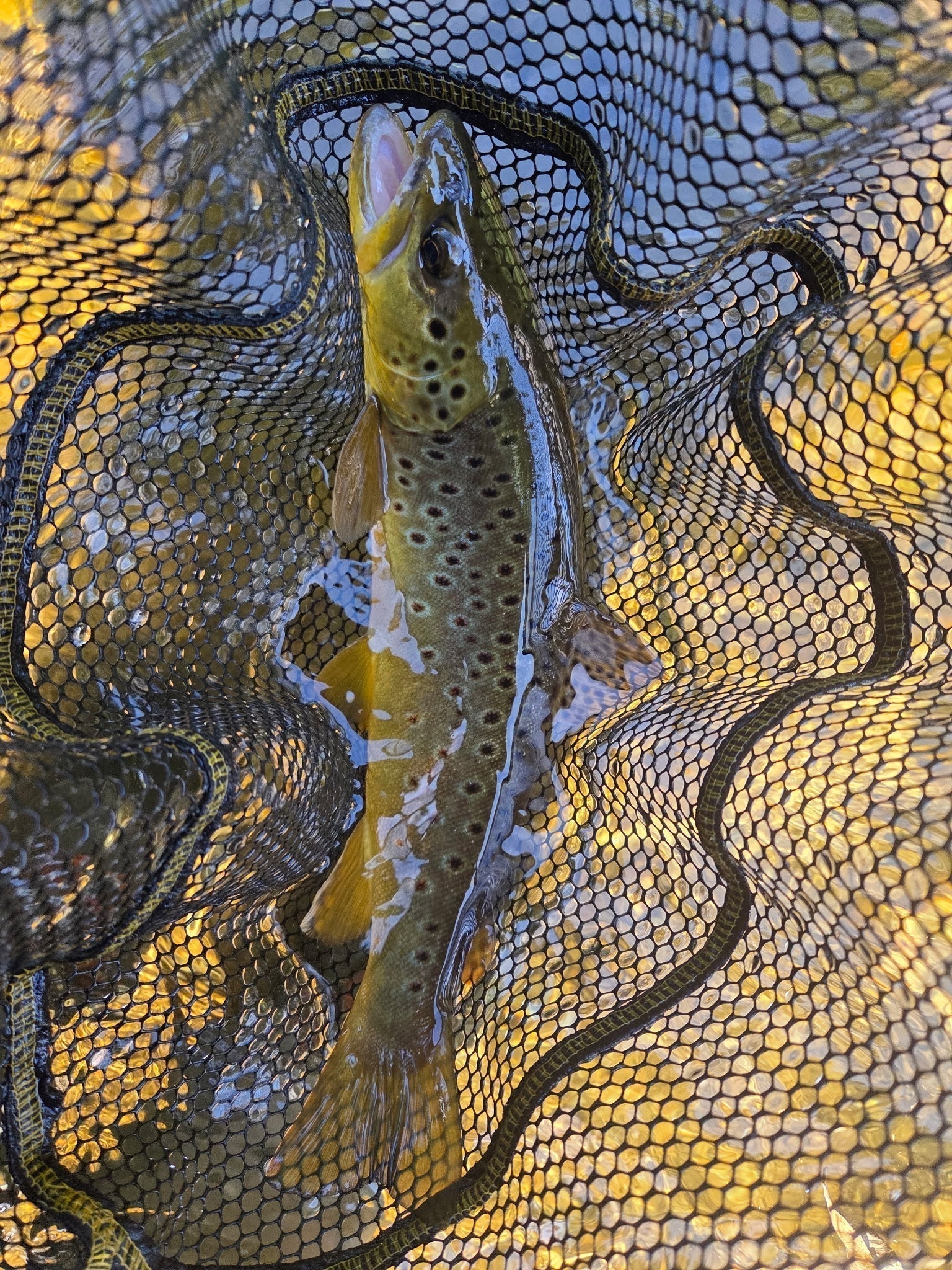 CT Freshwater Report as of 8/17/2026