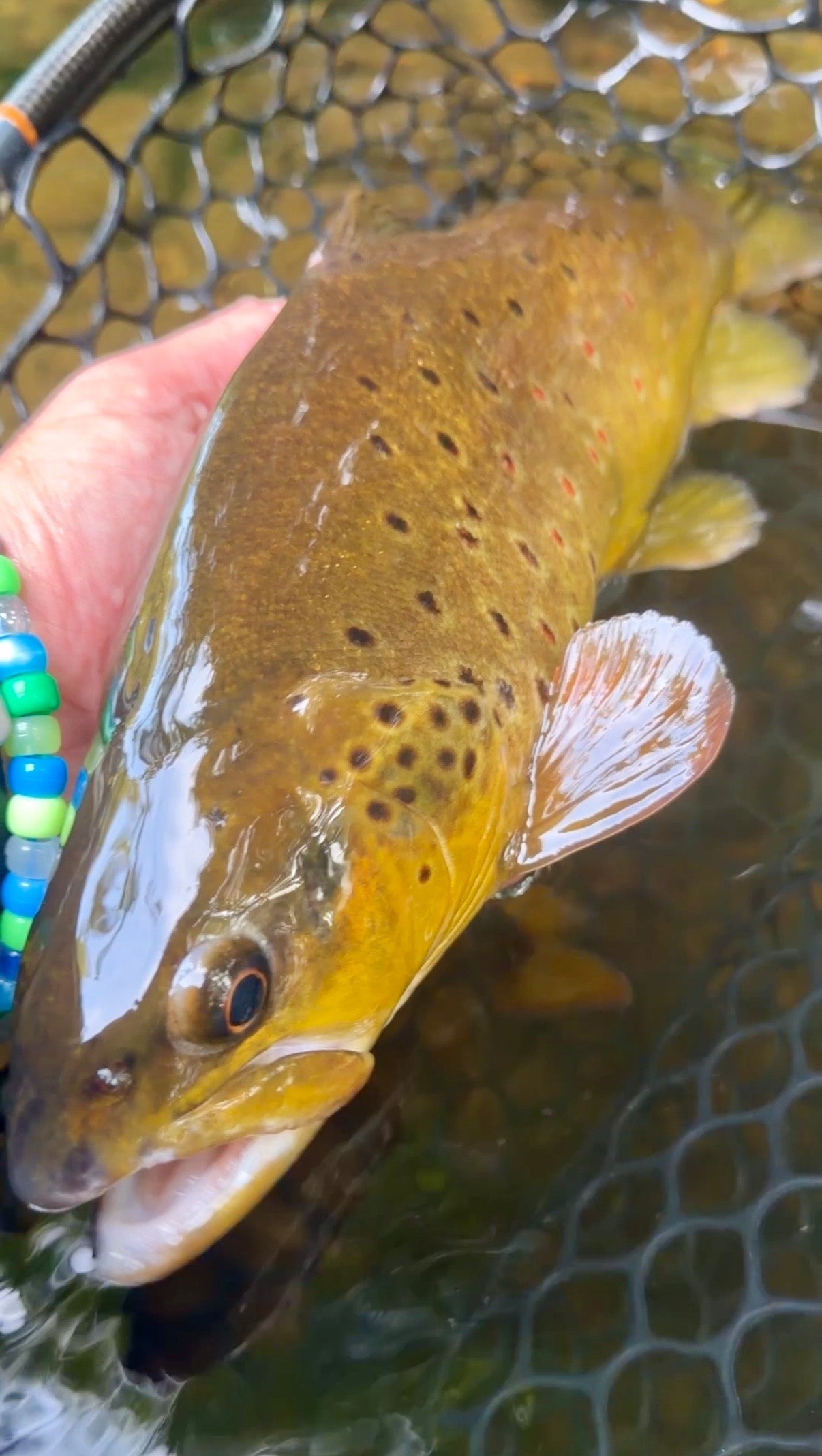 CT Freshwater Report as of 8/31/2026