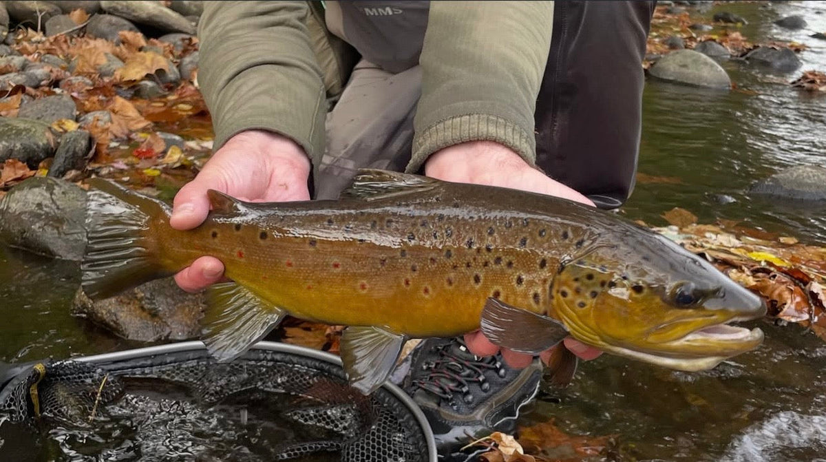 CT Freshwater Report as of 10/12/2026