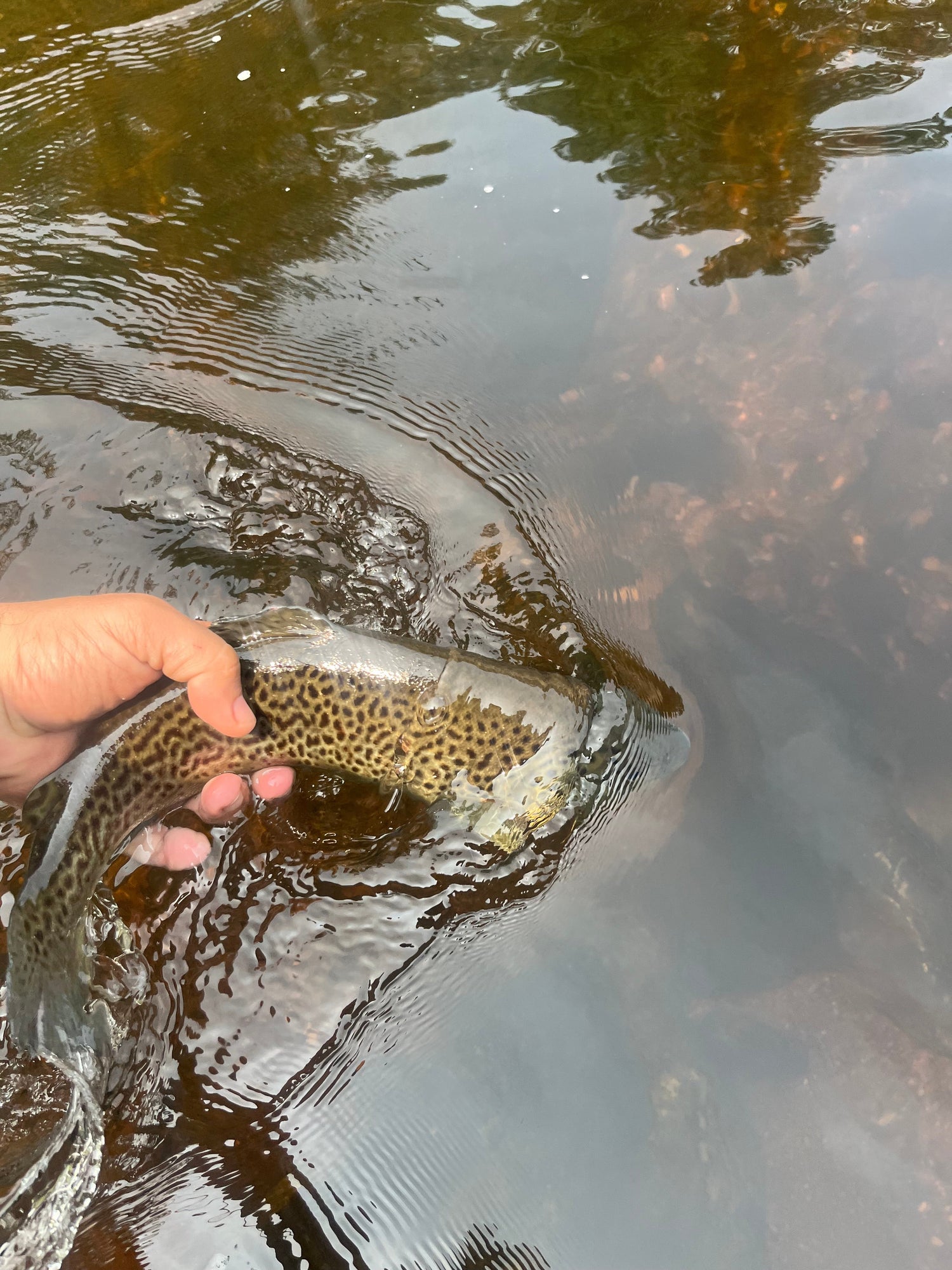 CT Freshwater Report as of 6/7/25