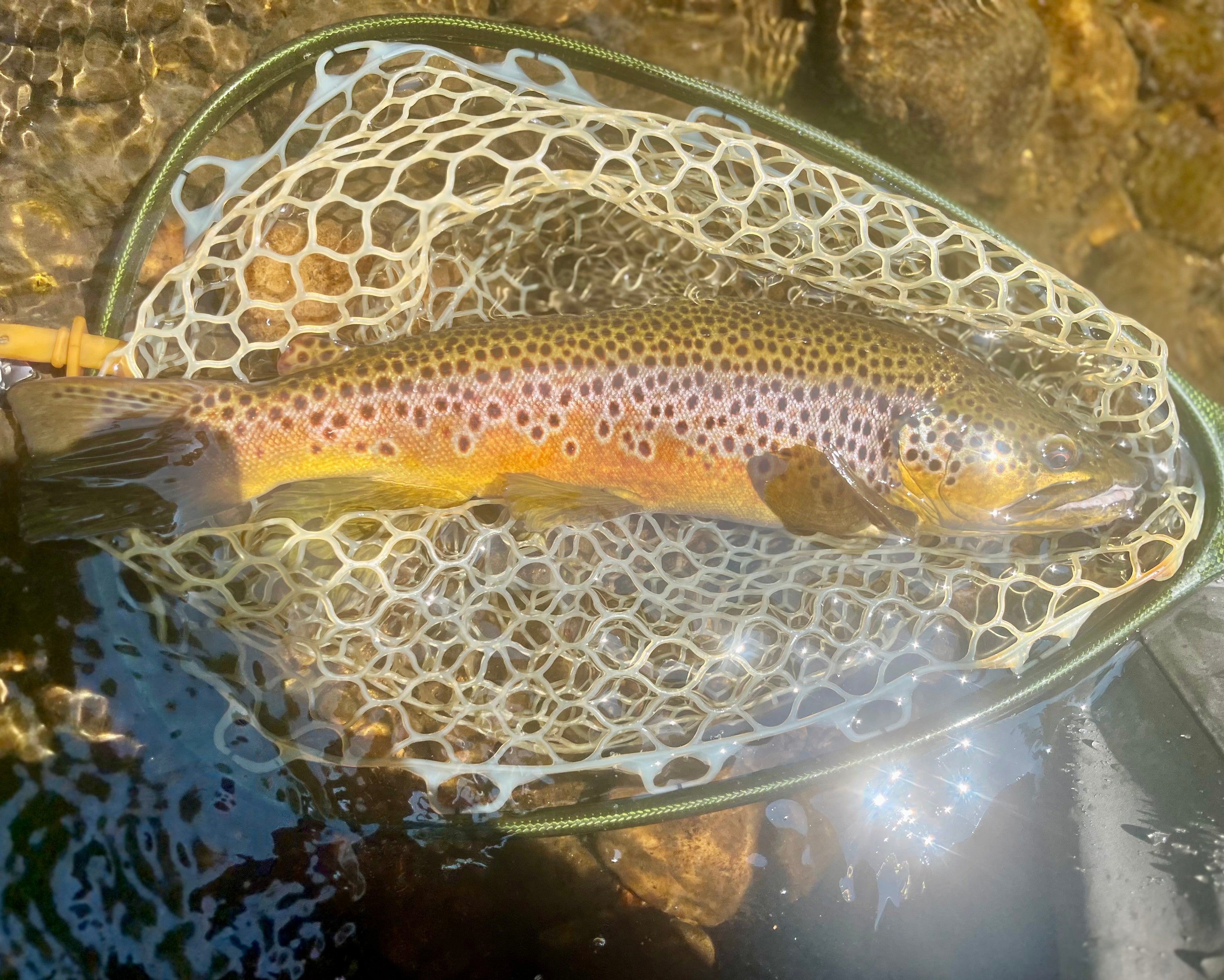 CT Freshwater Report as of 8/10/2026