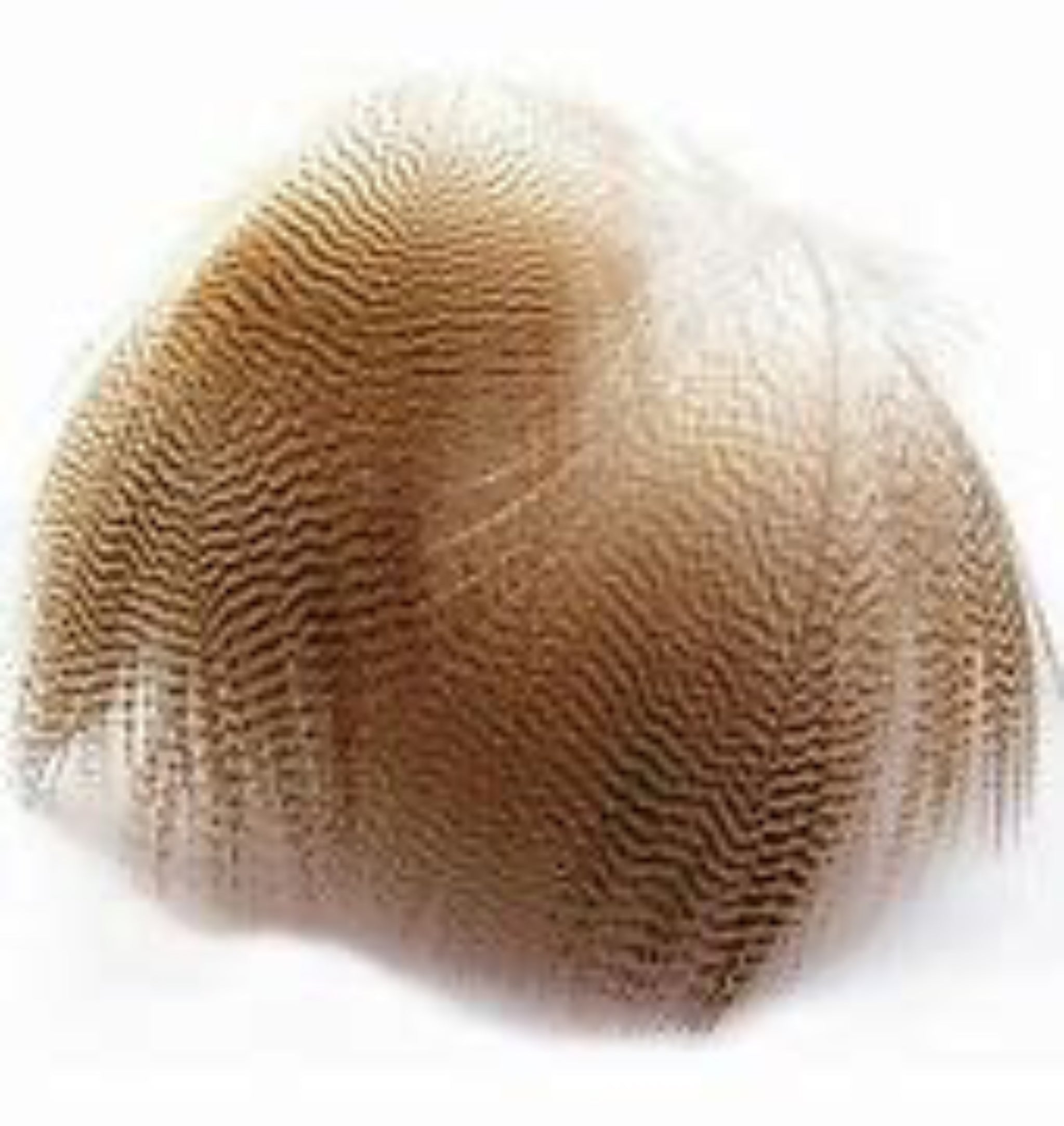 Wood Duck Flank Feathers