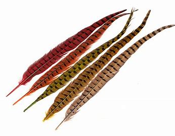 Wapsi Ringneck Pheasant Tail Feathers