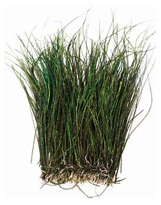 Hareline Strung Peacock Herl 5-7" Package