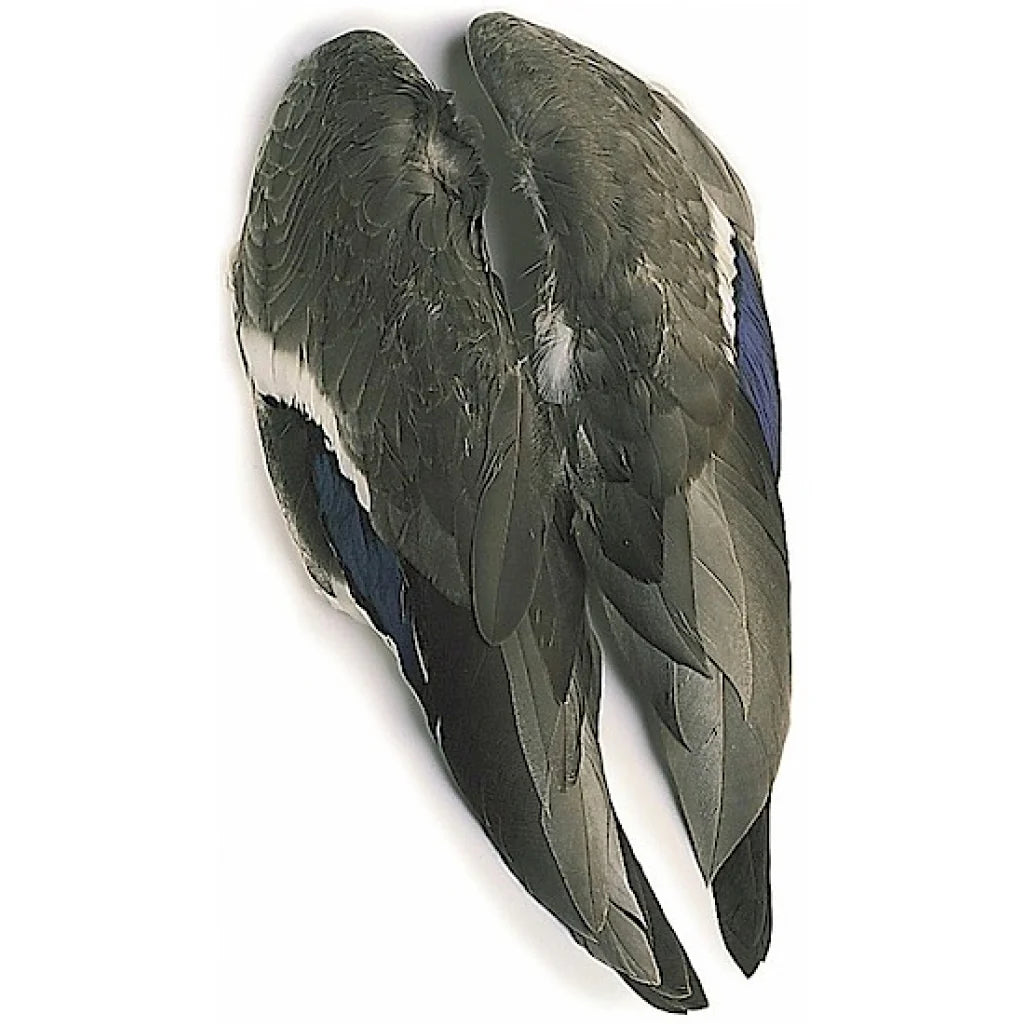 Mallard Duck Wings