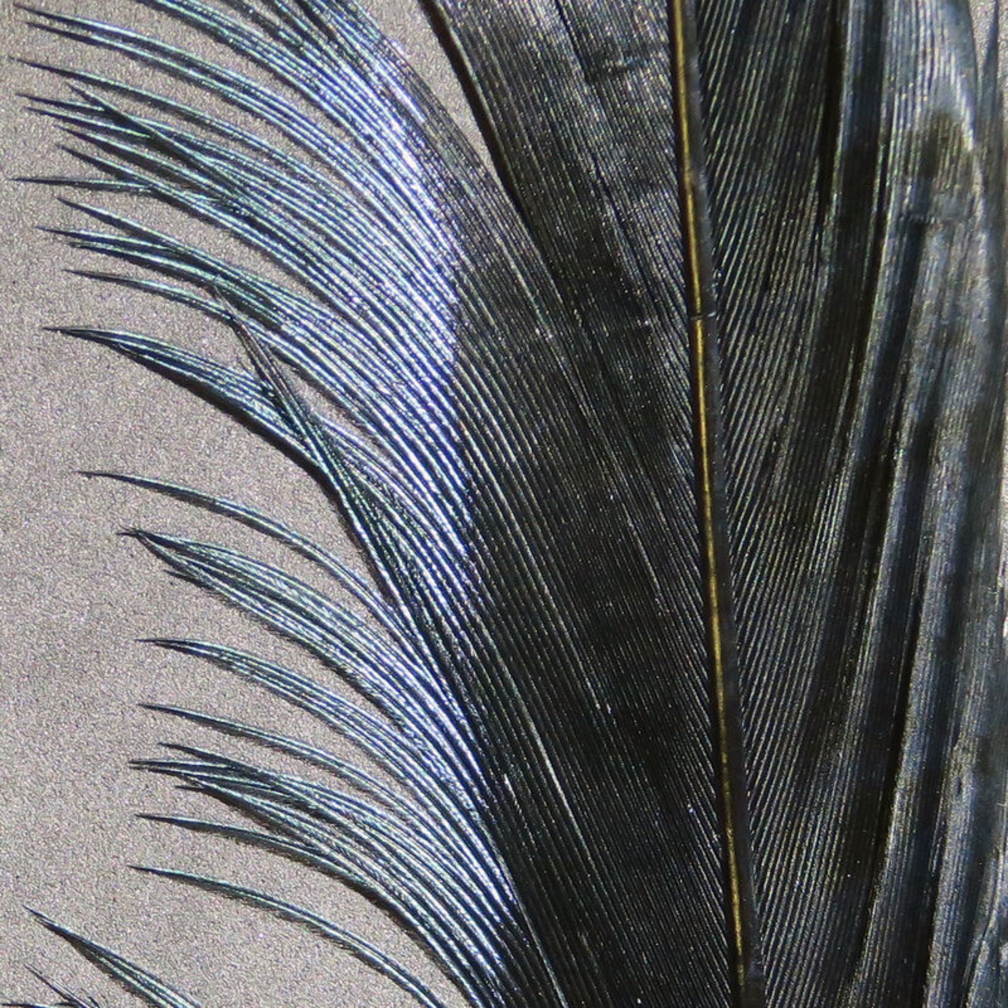 Hareline Pheasant Tail Feathers