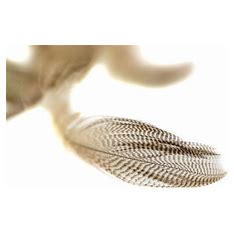 Spirit River UV2 Mallard Flank