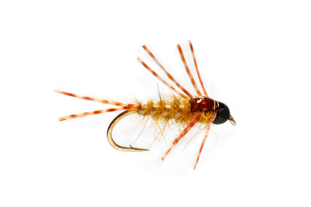 Boroff's Crazy Leg Stonefly