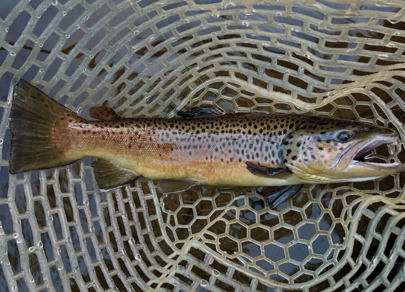 CT Freshwater Report as of 9/6/2025