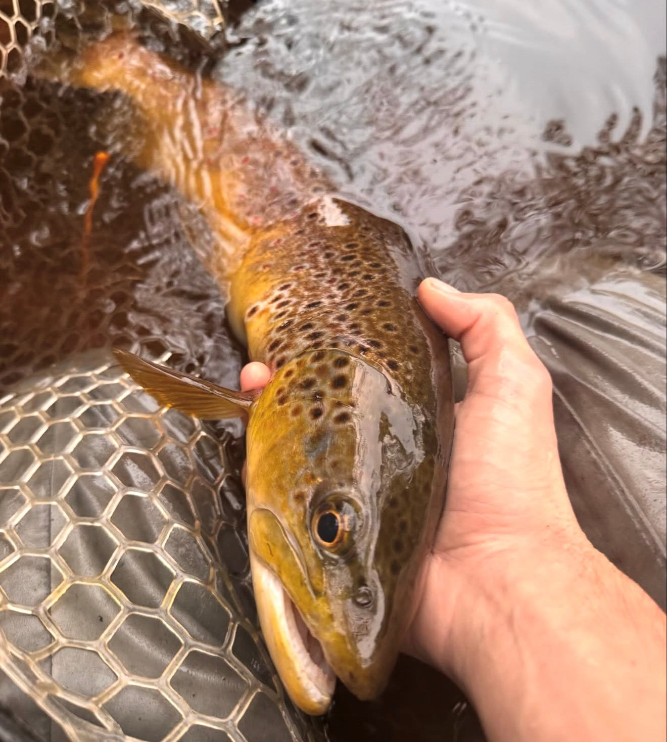 CT Freshwater Report as of 10/11/2025