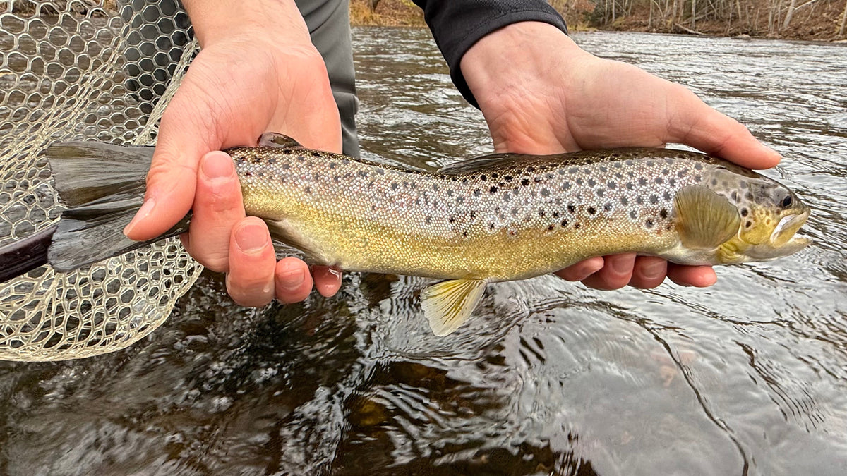 CT Freshwater Report as of 11/16/2025