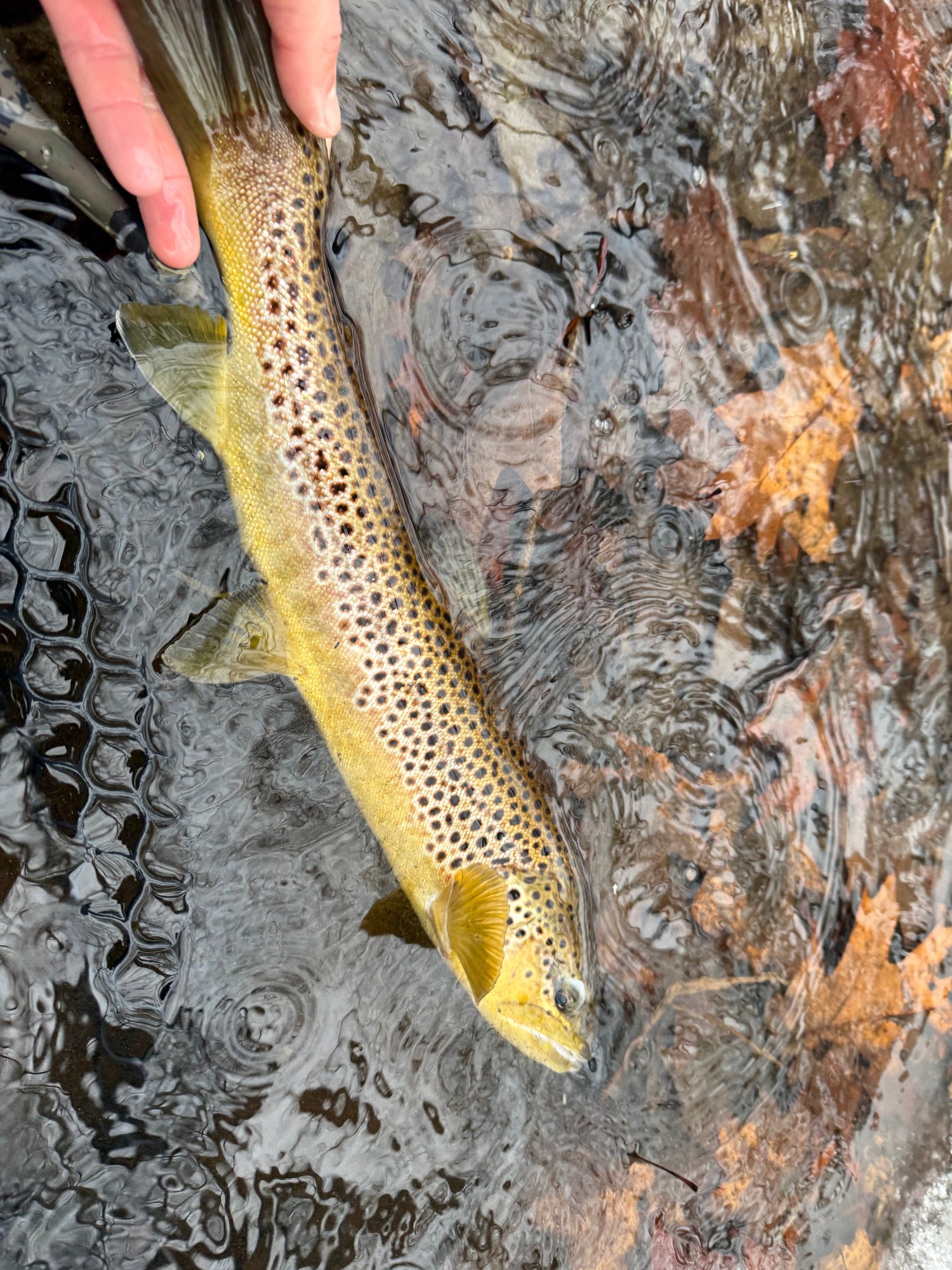 CT Freshwater Report as of 1/3/2025