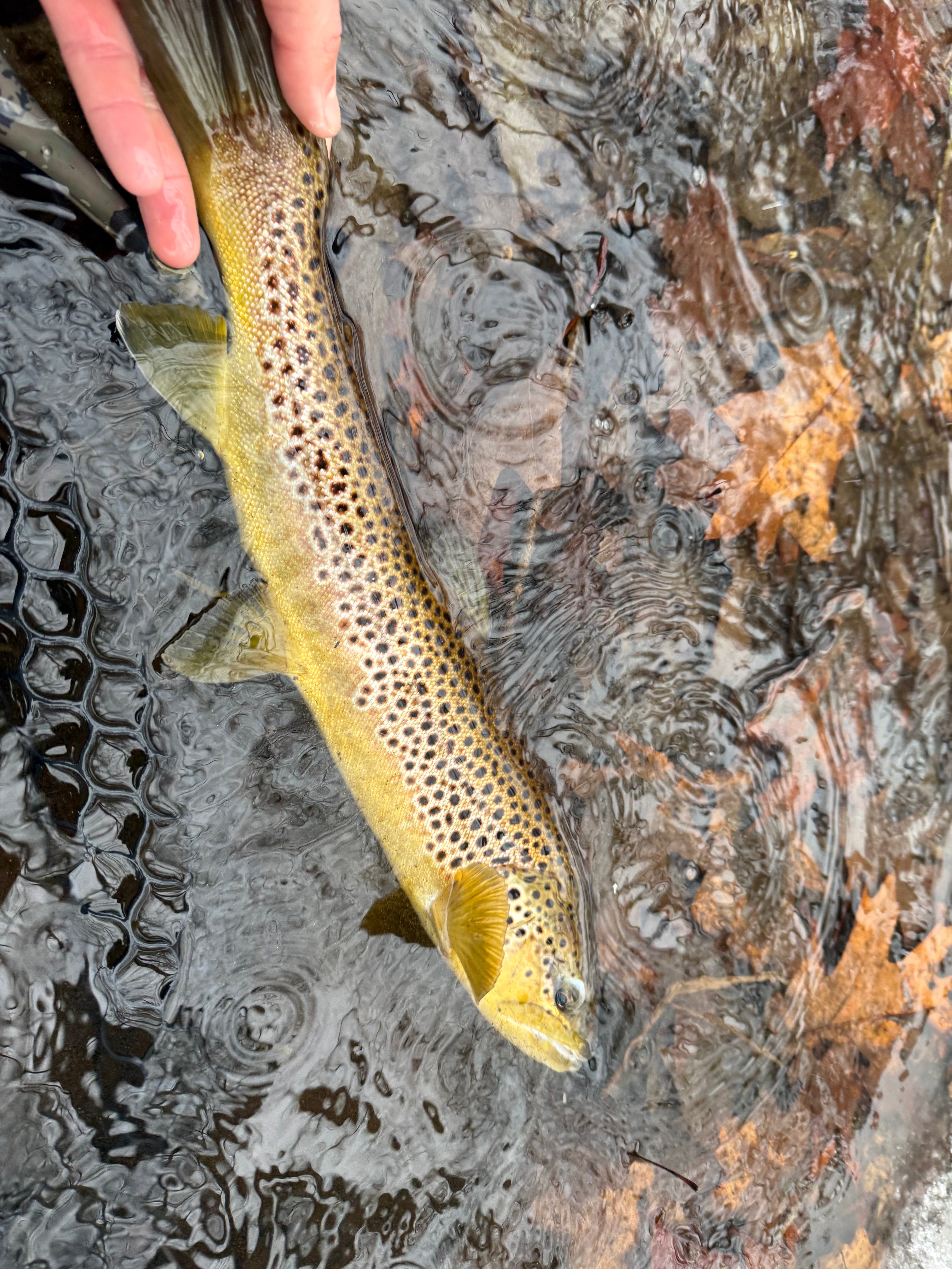 CT Freshwater Report as of 1/3/2025