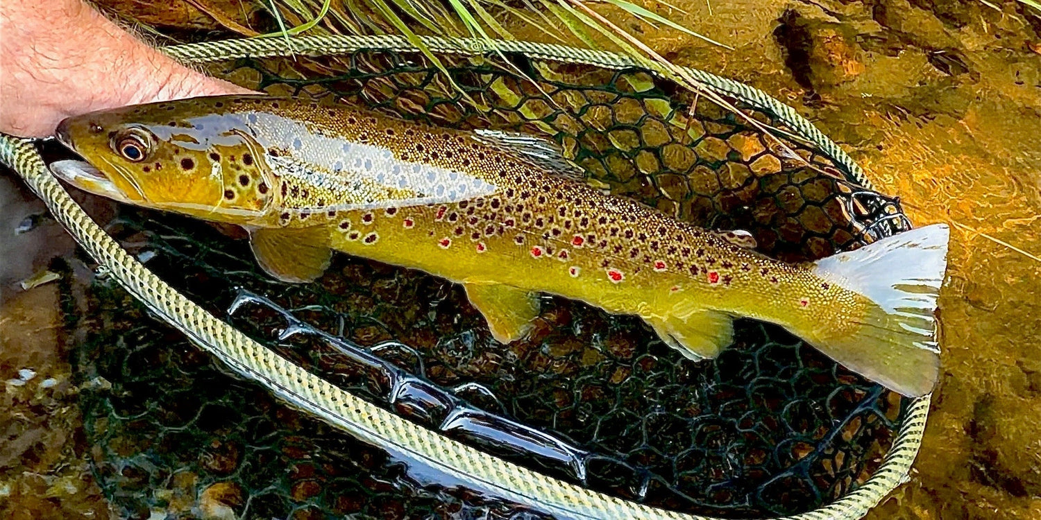 CT Freshwater Report as of 8/21/2026