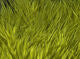 Strung Marabou