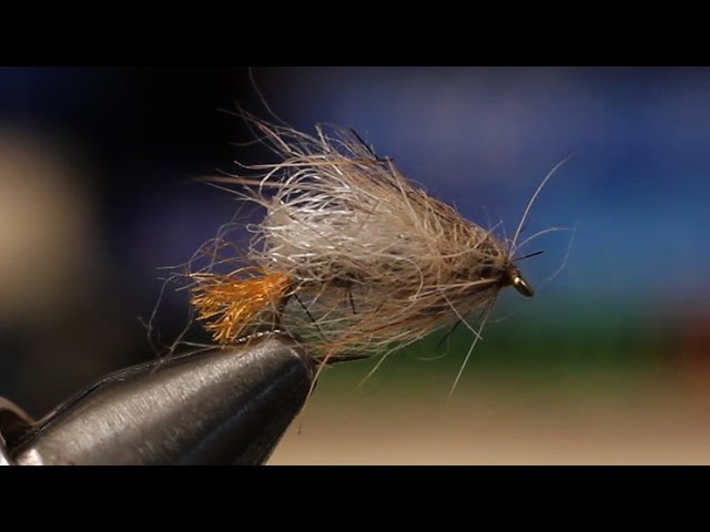 The Iris Caddis