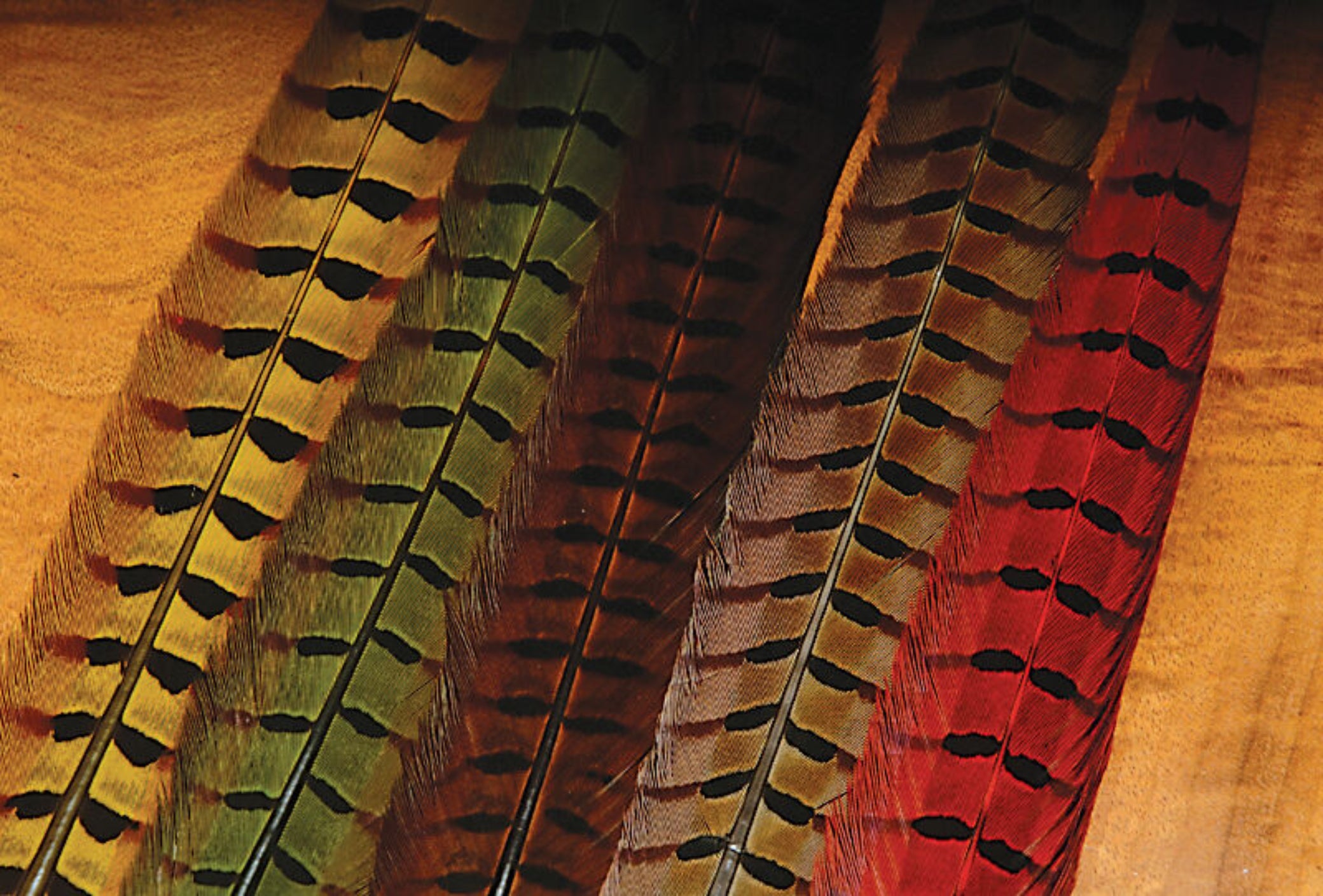 Hareline Pheasant Tail Feathers