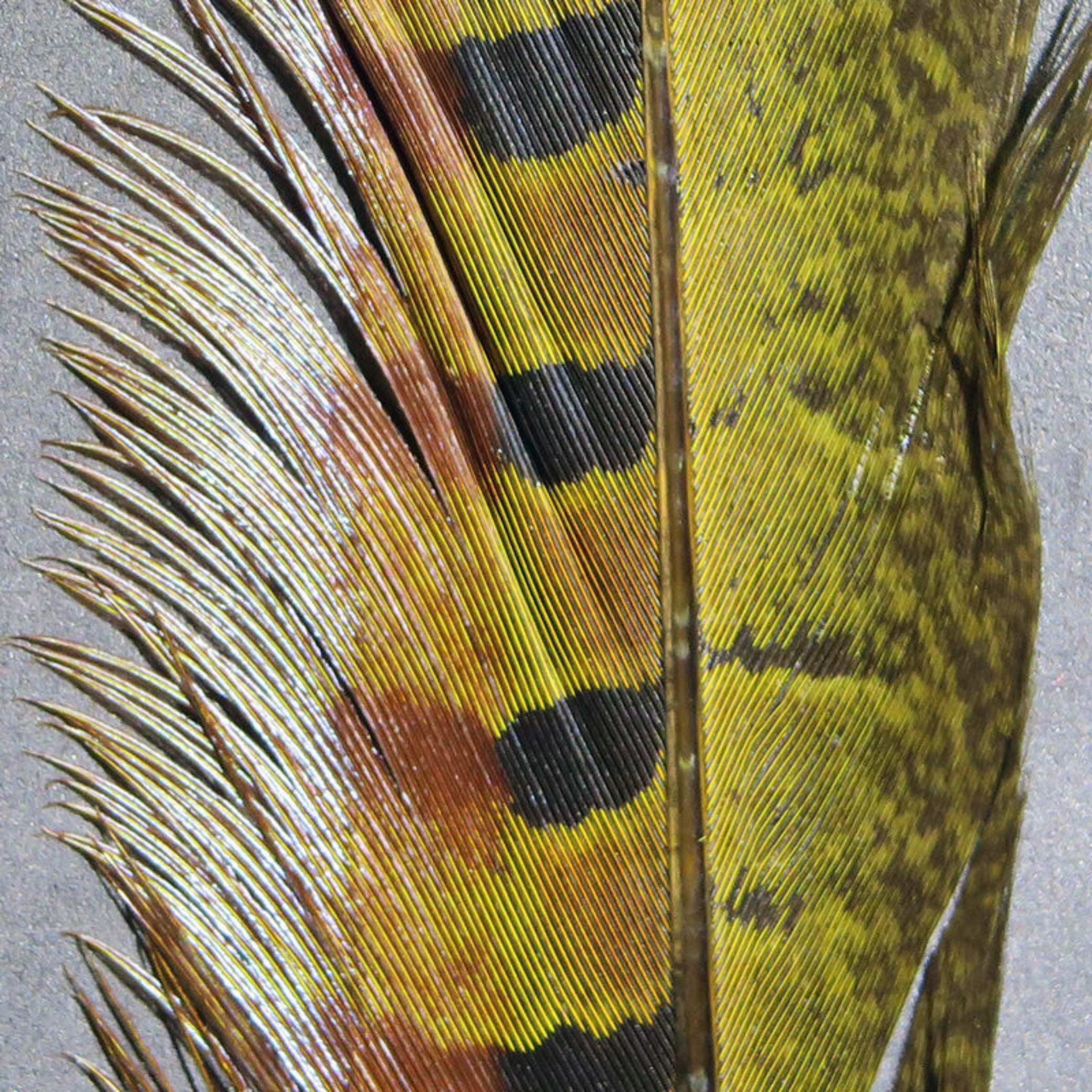 Hareline Pheasant Tail Feathers