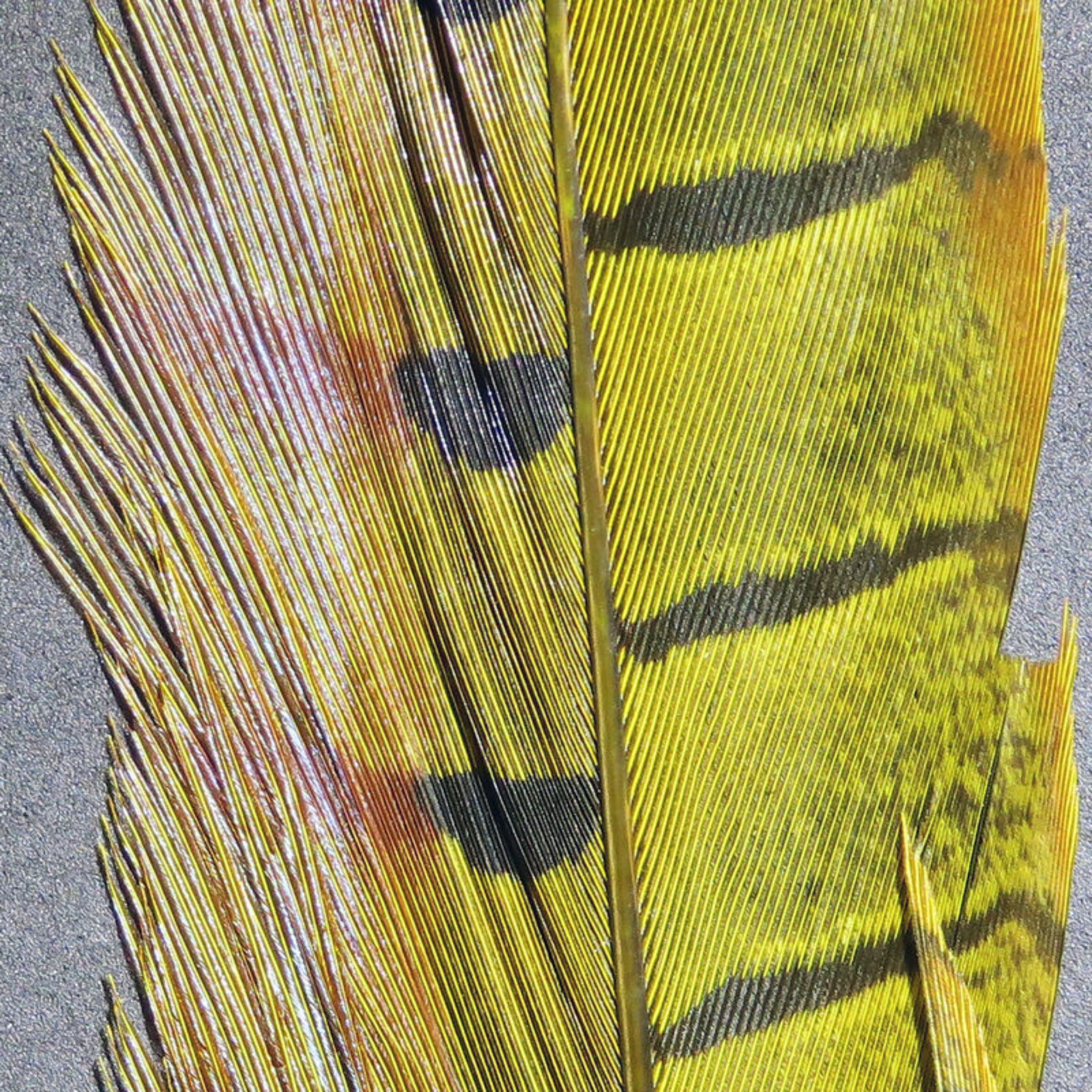 Hareline Pheasant Tail Feathers