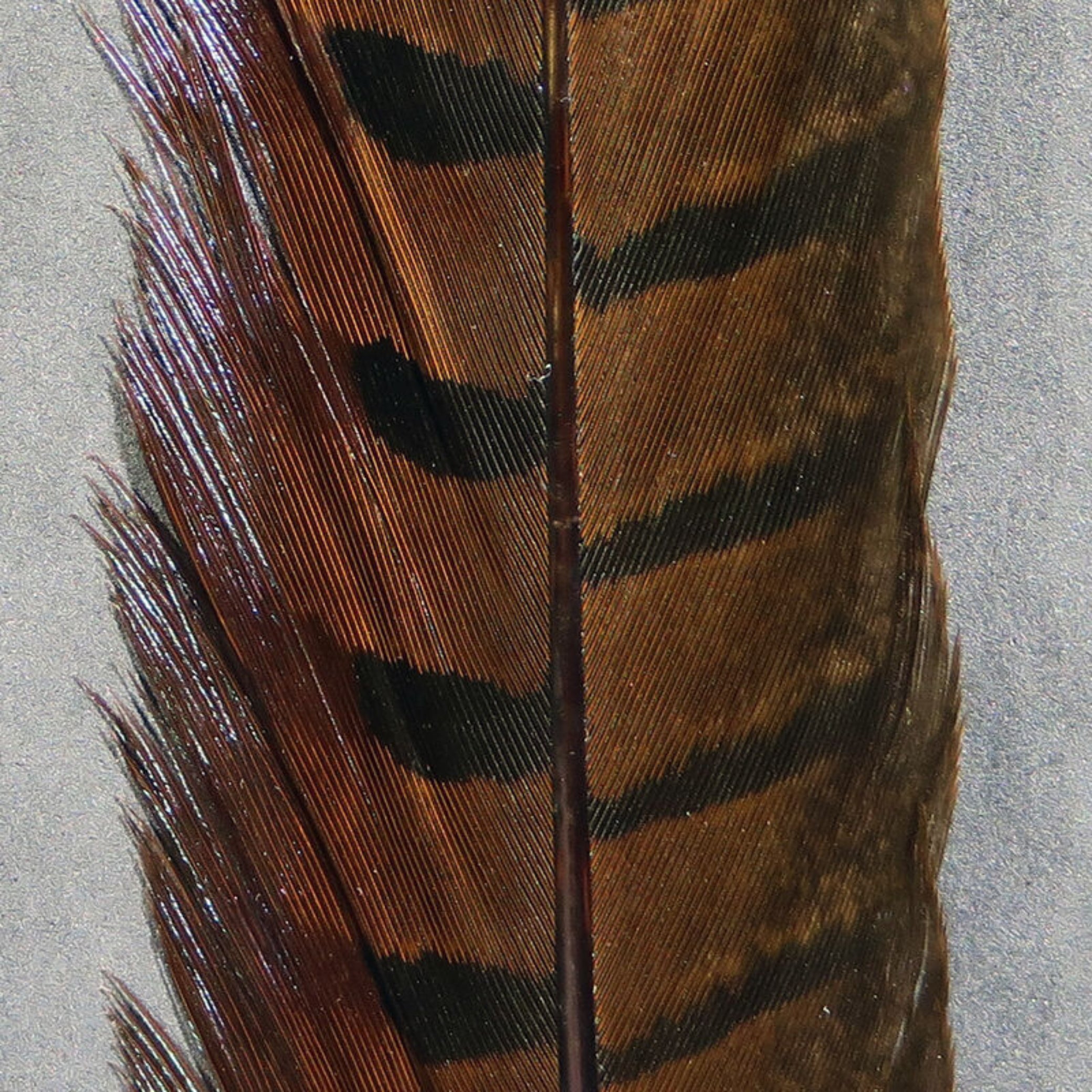 Hareline Pheasant Tail Feathers